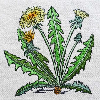 Stickdatei Löwenzahn - heimische Botanik